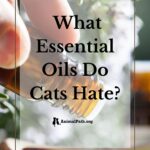 essential oils cats hate